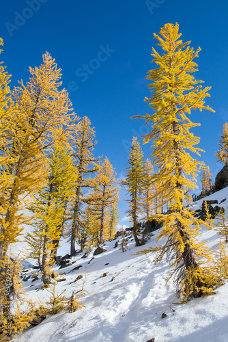 Path through the larches in the fall