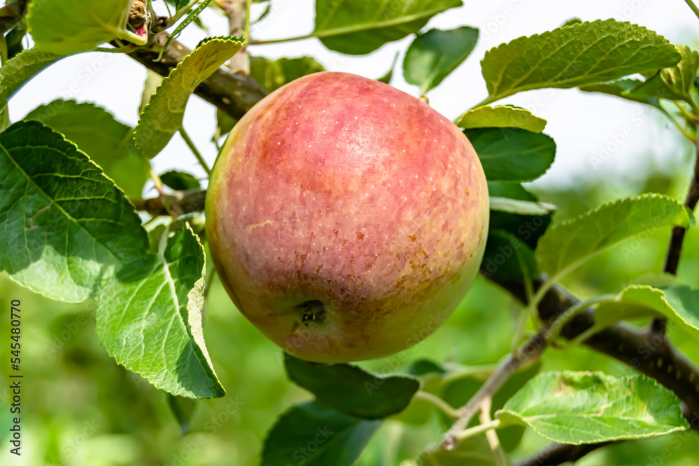Photography on theme beautiful fruit branch apple tree Photography on theme beautiful fruit branch apple tree