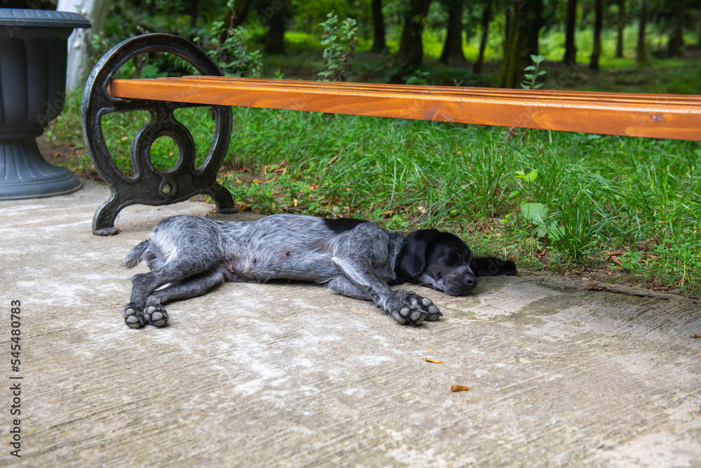 Obraz premium one cocker spaniel sleeps under a bench