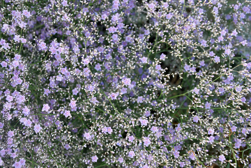 Small beautiful blue flowers, top view natural background