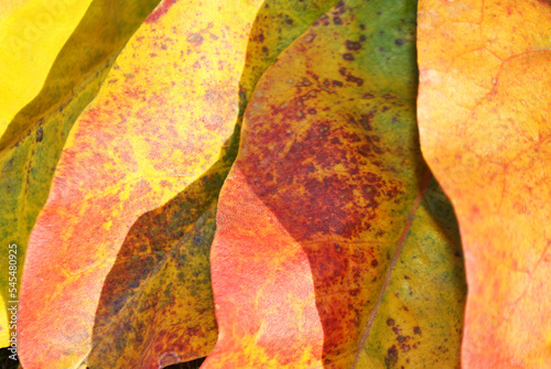 Autumn yellow-red leaves background,close up detail