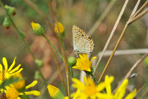 Common blue butterfly sitting om yellow flower, soft blurry background