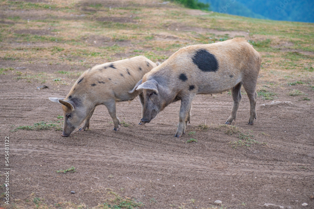 two spotted pigs walking on the grass two spotted pigs walking on the grass