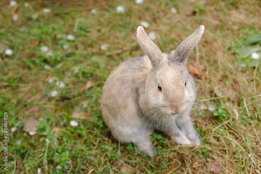 Cute decorative fluffy rabbit. Bunny on green grass background. Easter bunny. Home decorative rabbit outdoors. Cute little bunny. Symbol of Easter and chinese new year.Celebration concept Cute decorative fluffy rabbit. Bunny on green grass background. Easter bunny. Home decorative rabbit outdoors. Cute little bunny. Symbol of Easter and chinese new year.Celebration concept
