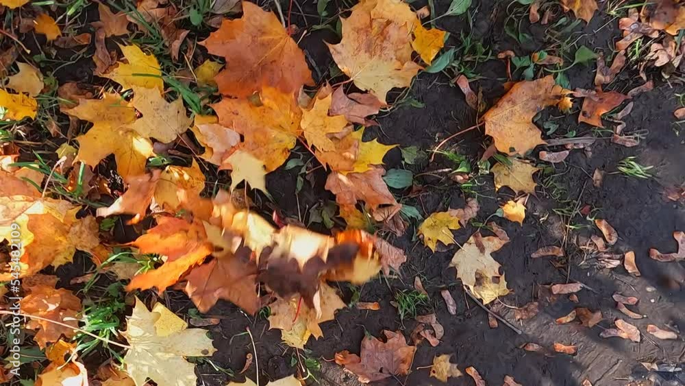 Slow motion right while shooting autumn pattern with fallen leaves. Top view of the ground covered with heaps of fallen leaves, autumn pattern Slow motion right while shooting autumn pattern with fallen leaves. Top view of the ground covered with heaps of fallen leaves, autumn pattern