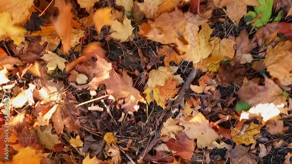 Leaves fall to the ground forming clusters on the ground that are blown by the wind. Leaves fall to the ground forming clusters on the ground that are blown by the wind.