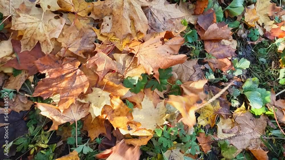 The ground is covered with fallen leaves from trees that are blown away by the wind. The ground is covered with fallen leaves from trees that are blown away by the wind.