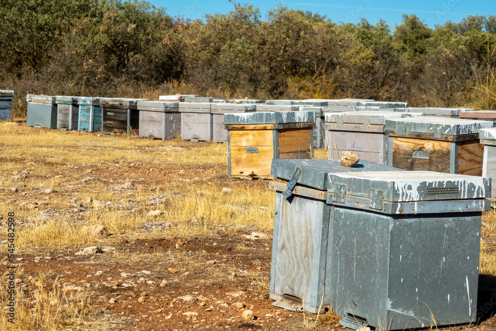 Wooden bee hives in the field between scrubs and holm oaks on a sunny winter morning in Andalusia (Spain) Wooden bee hives in the field between scrubs and holm oaks on a sunny winter morning in Andalusia (Spain)