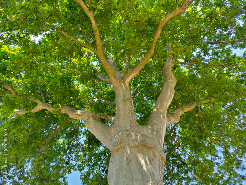 Large patulous tree crown with many thick branches full of green leaves seen from the bottom of the tree. The bark has light brown color.