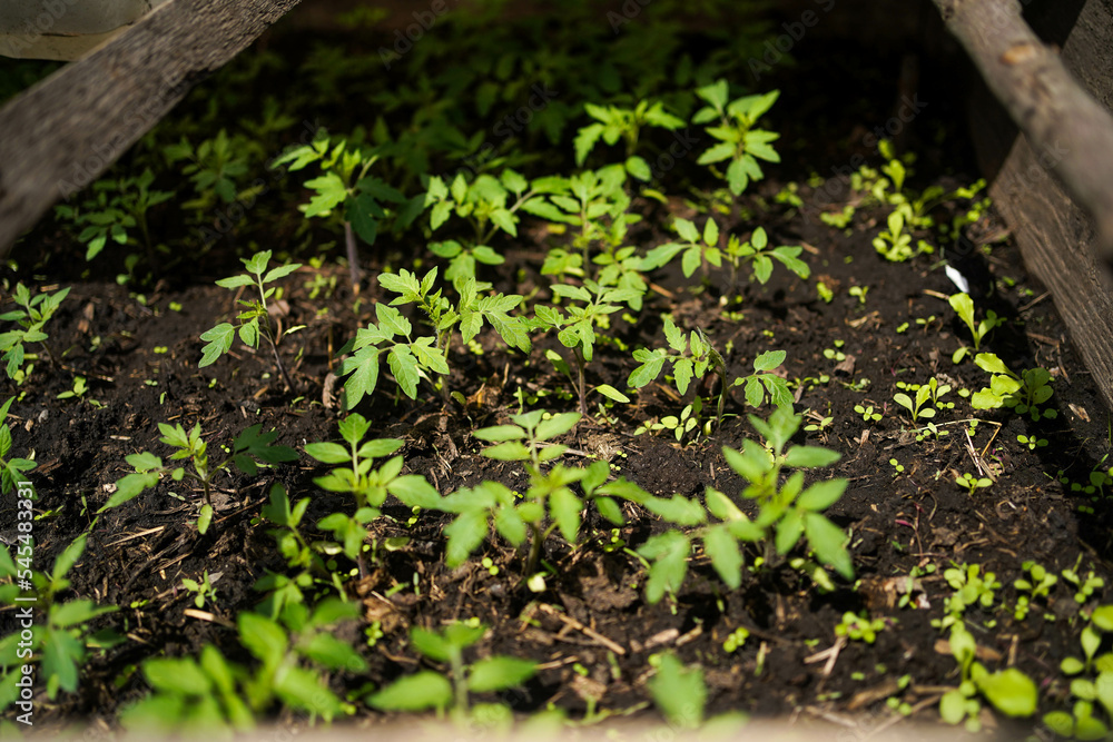 Tomato seedlings close-up in the greenhouse. Growing tomatoes at home. Tomato seedlings close-up in the greenhouse. Growing tomatoes at home.