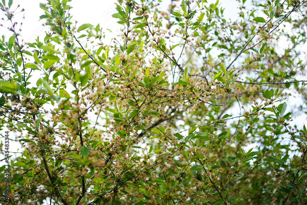 Bunches of fruits on a cherry branch. Blossoming cherry branch close-up. Bunches of fruits on a cherry branch. Blossoming cherry branch close-up.