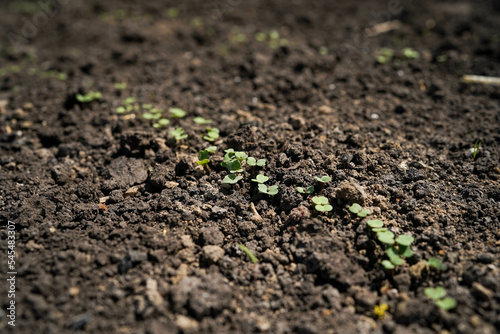 A young radish seedling sprouts in the soil in a greenhouse, close-up.