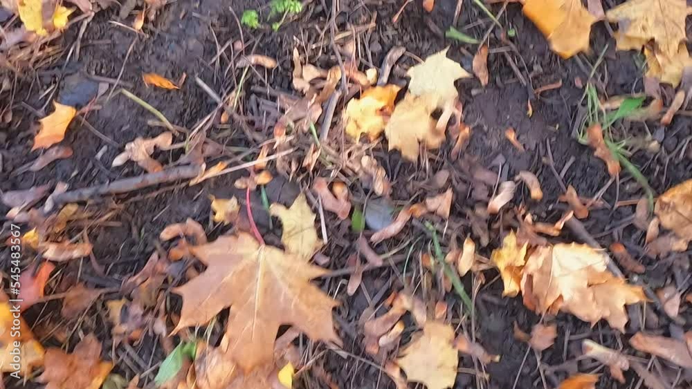 Leaves fall to the ground in autumn