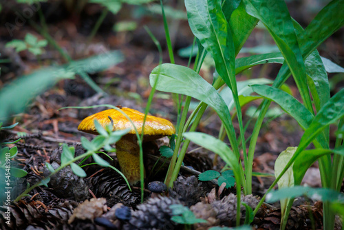 A single mushroom grows amongst some grass in the forest