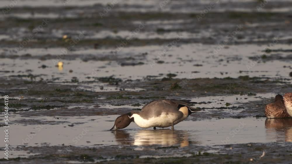 One male pintail or northern pintail (Anas acuta) foraging in the water on a mudbank One male pintail or northern pintail (Anas acuta) foraging in the water on a mudbank