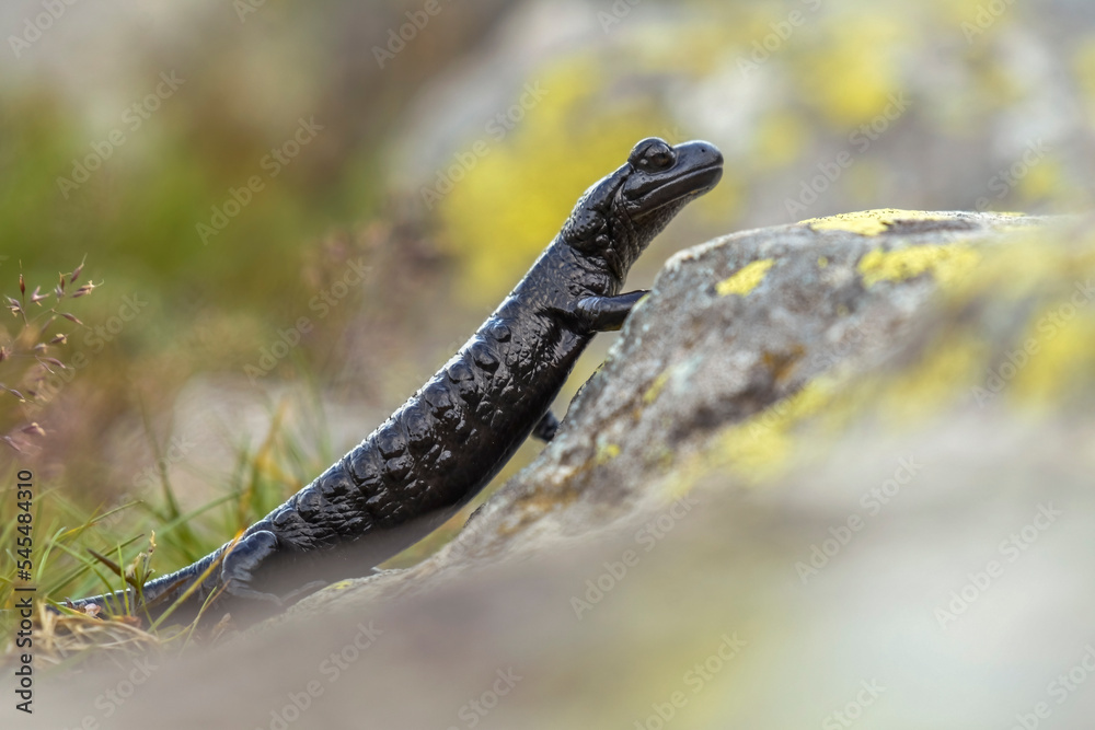 The rare Salamandra lanzai lives only in Piedmont, Italy, in particular on the Monviso massif, between 1200 and 2600 meters above sea level in mixed deciduous or coniferous woods