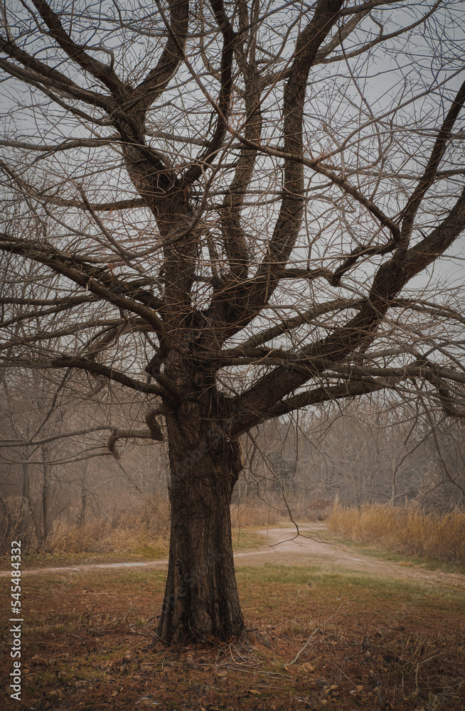 View of bare tree in Midwestern park on cloudy and foggy day in late fall; dry grass in background; dry grass in background
