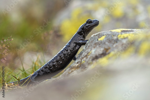 The rare Salamandra lanzai lives only in Piedmont, Italy, in particular on the Monviso massif, between 1200 and 2600 meters above sea level in mixed deciduous or coniferous woods  photo