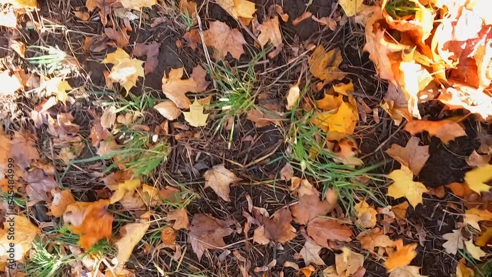 The wind blows dry leaves lying on the ground in different directions.