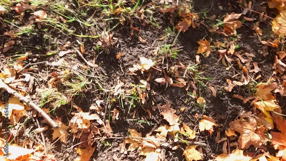 The ground is covered with yellowed fallen leaves from trees. The ground is covered with yellowed fallen leaves from trees.