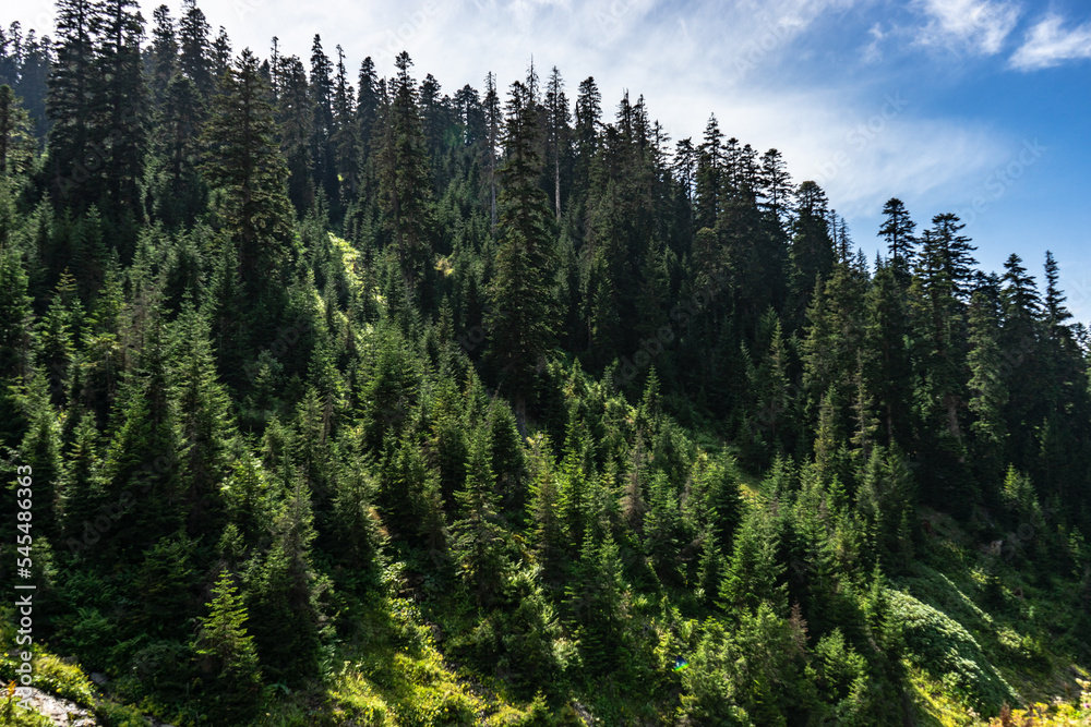 Green slopes covered with fir trees