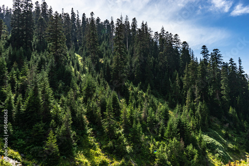 Green slopes covered with fir trees