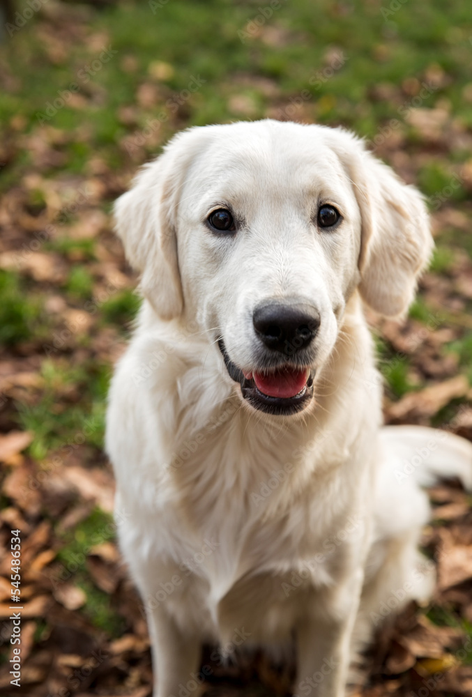 White Golden Retriever young dog portrait outside. Fall season. White Golden Retriever young dog portrait outside. Fall season.