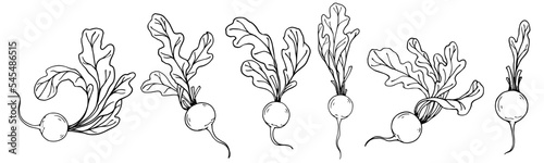 Botanical sketch of summer radish vegetables with leaves. Vector graphics.