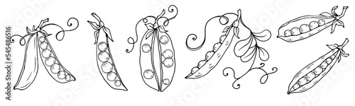 Botanical sketch of green pea pods. Vector graphics.