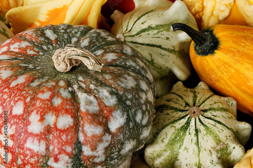 Variety of decorative gourds and squashes. Organic vegetables. photo