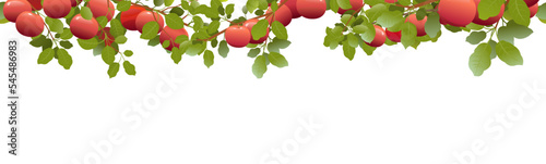 Tree branches apples with ripe fruits on top of picture frame. Garden plant with edible harvest. Branch with foliage and leaves. Seamless composition. Isolated on white background. Vector