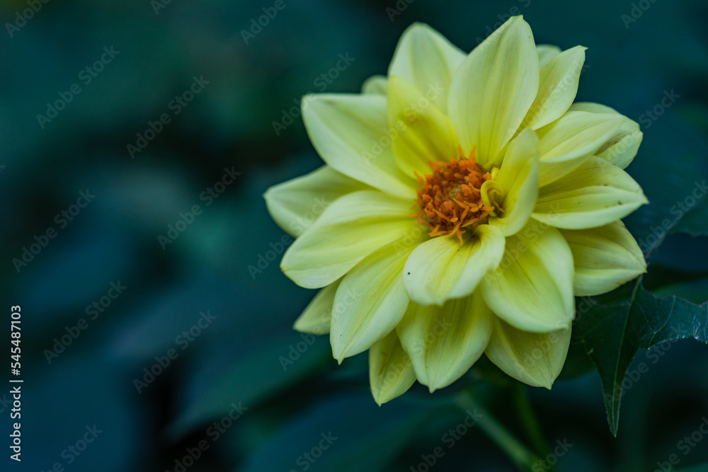 Close up of yellow Dahlia Close up of yellow Dahlia