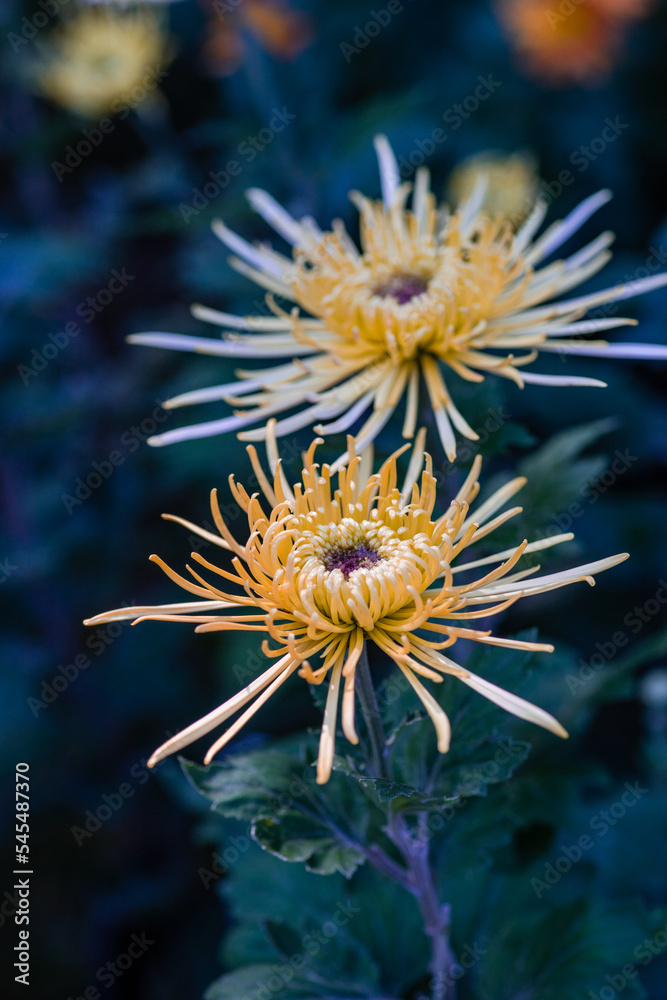 Yellow Chrysanthemum flowers in the garde4n
