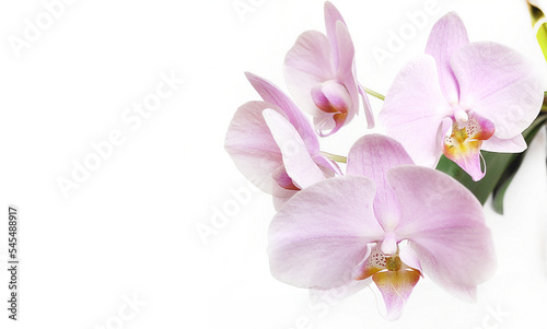 Gentle background banner. Pink orchid flowers close-up on a white background. Space for text