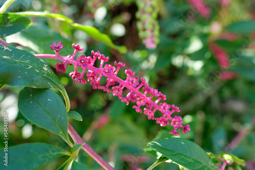 Flowers of the Pokeweed berries (Phytolacca americana) aka American pokeweed, pokeweed, poke sallet, dragonberries, and inkberry. photo