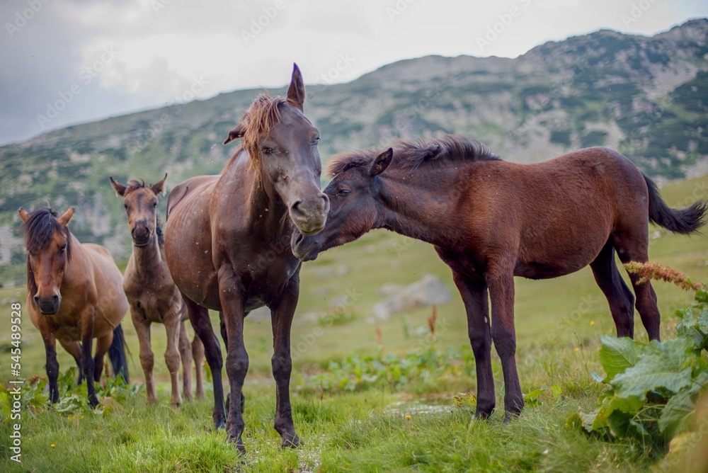 Horses Horses