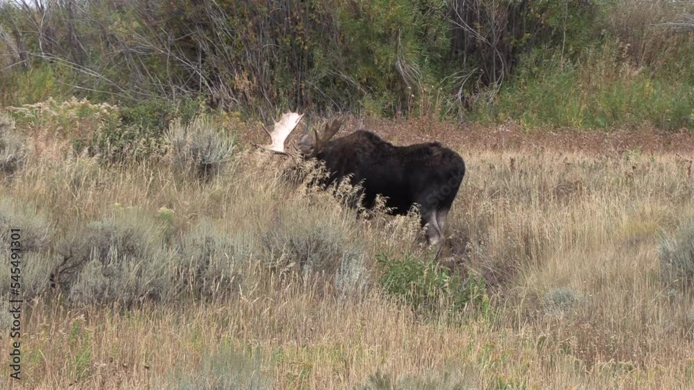Bull Moose During the Rut in Wyoming in Autumn Bull Moose During the Rut in Wyoming in Autumn