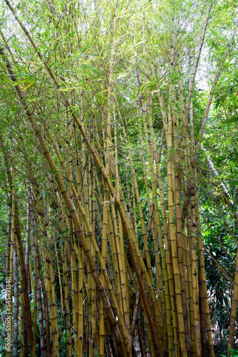 Bamboo tree landscape in rainforest, Malaysia