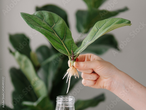 Propagating Fiddle Leaf Fig. Female hand hold rooted cutting of ficus lyrata with roots and glass bottle with water. How to propagate fiddle leaf fig tree, urban gardening concept. photo