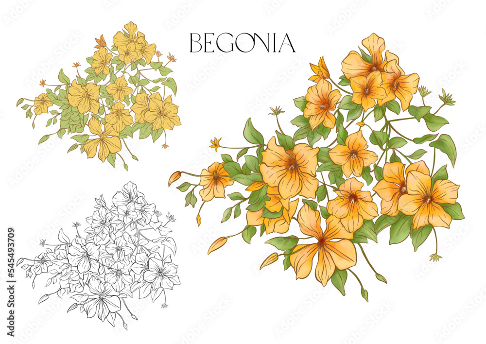 Obraz premium Begonia. Set of flowers and leaves. Isolated vector illustration.