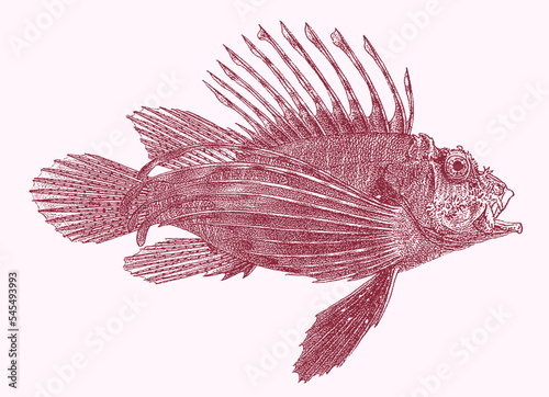 Devil lionfish pterois miles, venomous coral reef fish in side view