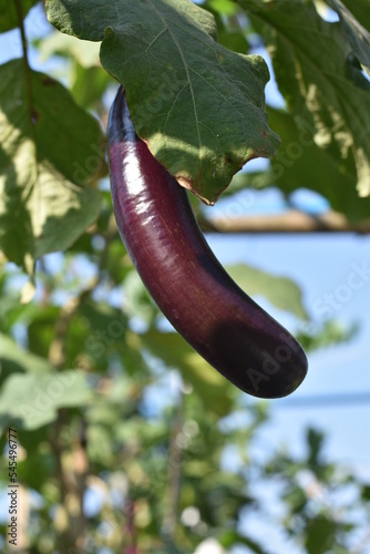 plant on a tree