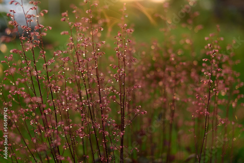 Pink geyhera in the sunset light .Small flowers in the sunlight in the garden