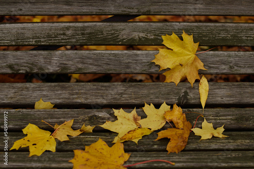 Autumn leaves of yellow maple on a wooden bench in the park