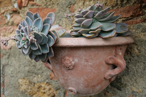 Echeverie Fabiola in a flower pot photo