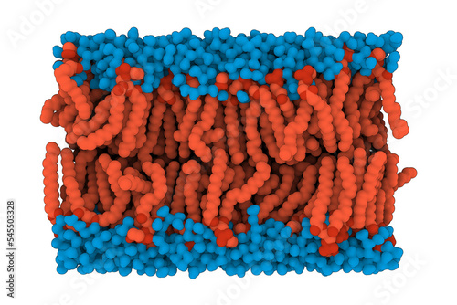 A cross-section through a biological membrane (lipid bilayer, phospholipid bilayer). Such membranes form barrier around all cells and are used in nanotechnology to generate liposomes for drug delivery