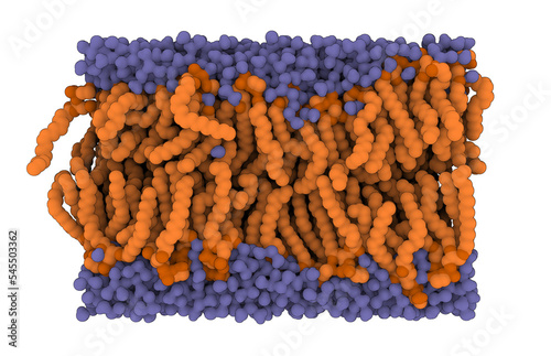 A cross-section through a biological membrane (lipid bilayer, phospholipid bilayer). Such membranes form barrier around all cells and are used in nanotechnology to generate liposomes for drug delivery