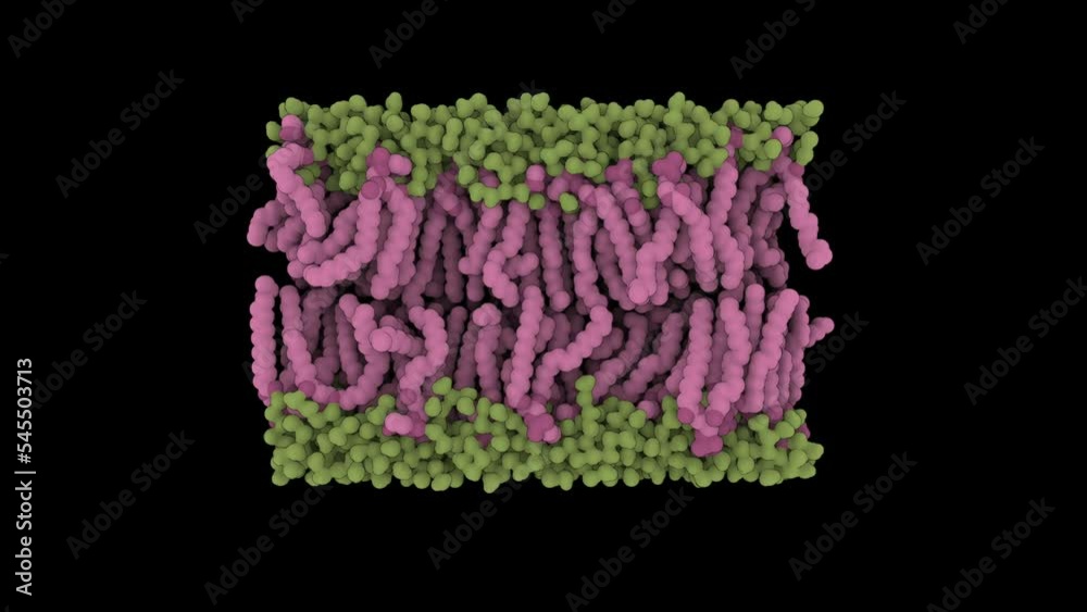 A cross-section through a biological membrane (lipid bilayer, phospholipid bilayer). Such membranes form barrier around all cells and are used in nanotechnology to generate liposomes for drug delivery A cross-section through a biological membrane (lipid bilayer, phospholipid bilayer). Such membranes form barrier around all cells and are used in nanotechnology to generate liposomes for drug delivery