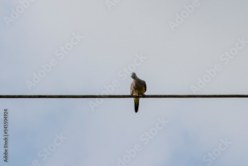 Kutut birds perched on high-voltage power lines with thousands of volts during the day photo