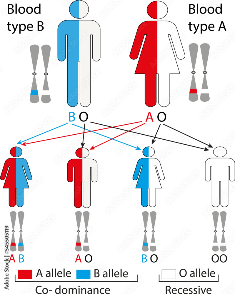 autosomal dominant or autosomal recessive, for example, blood types A